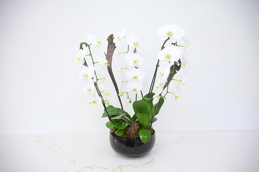 White Phalaenopsis Orchid Bowl