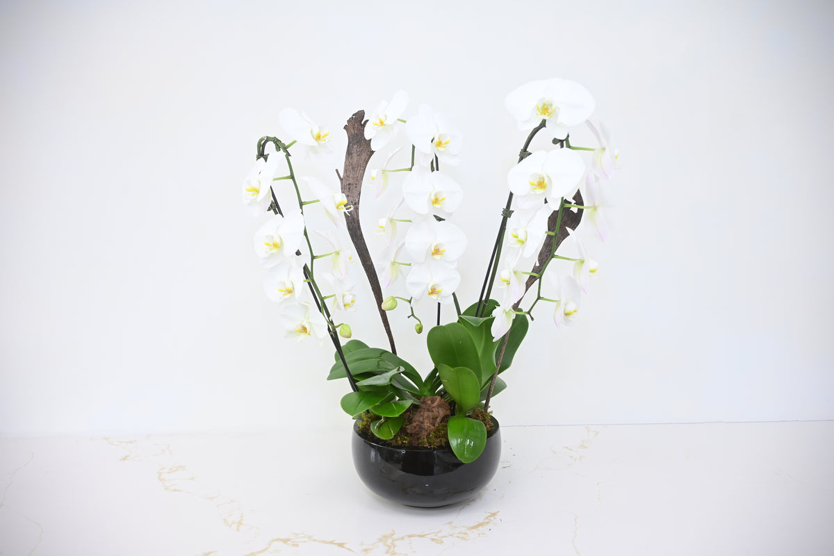White Phalaenopsis Orchid Bowl