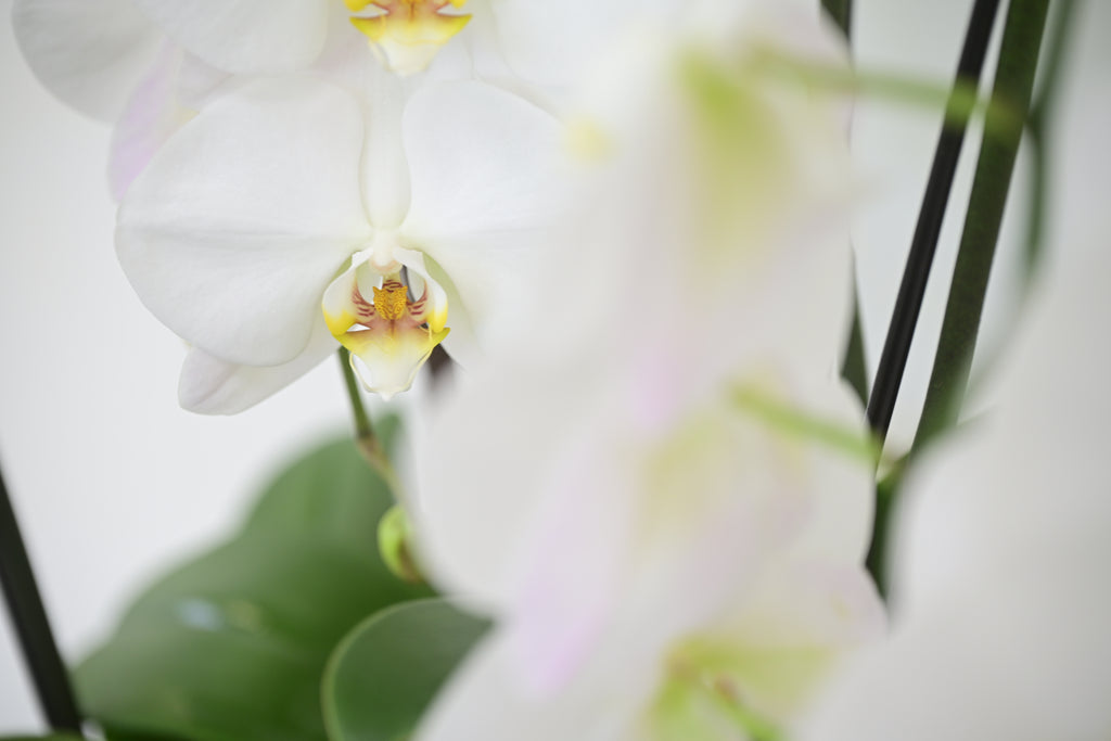 White Phalaenopsis Orchid Bowl