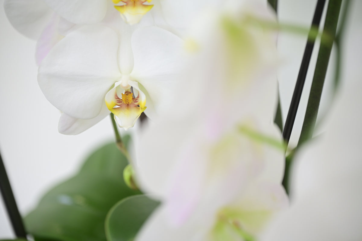 White Phalaenopsis Orchid Bowl