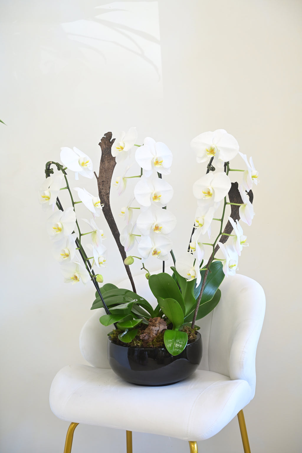 White Phalaenopsis Orchid Bowl