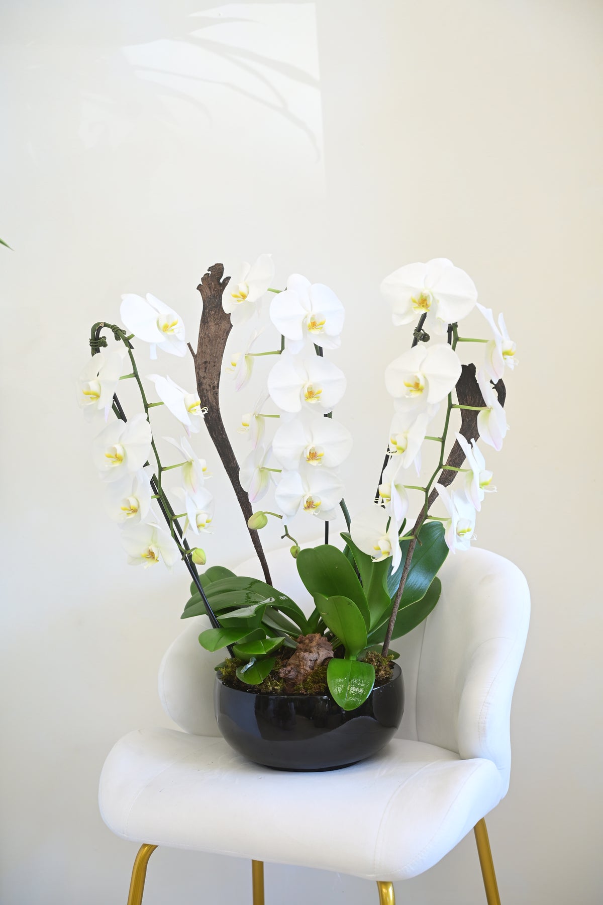 White Phalaenopsis Orchid Bowl