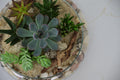 Succulent Garden Terrarium