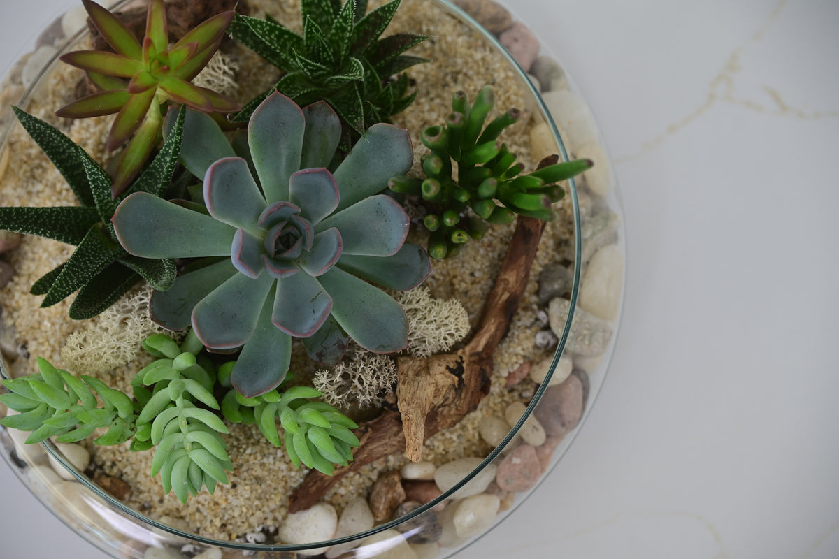 Succulent Garden Terrarium