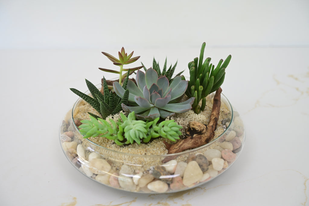 Succulent Garden Terrarium