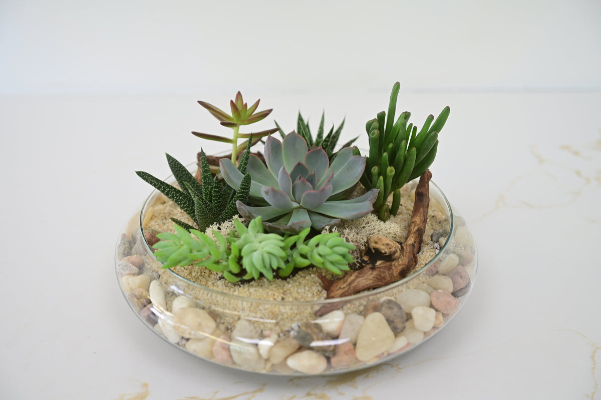 Succulent Garden Terrarium