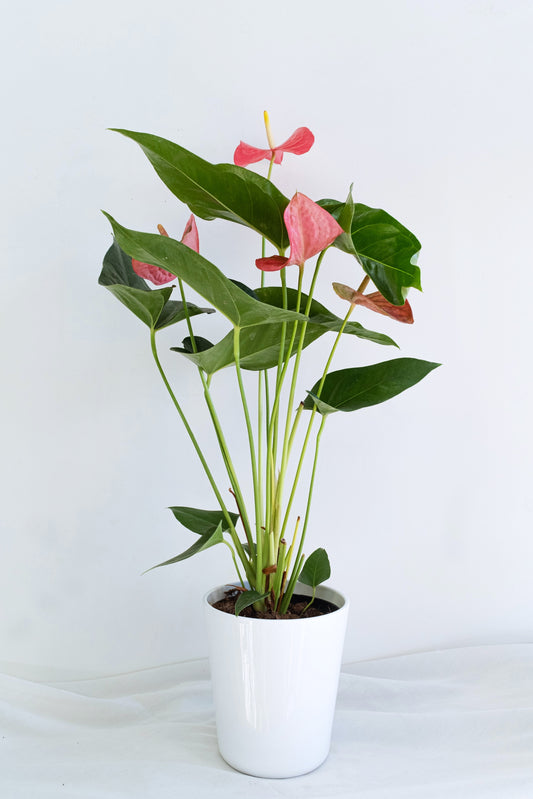 Anthurium