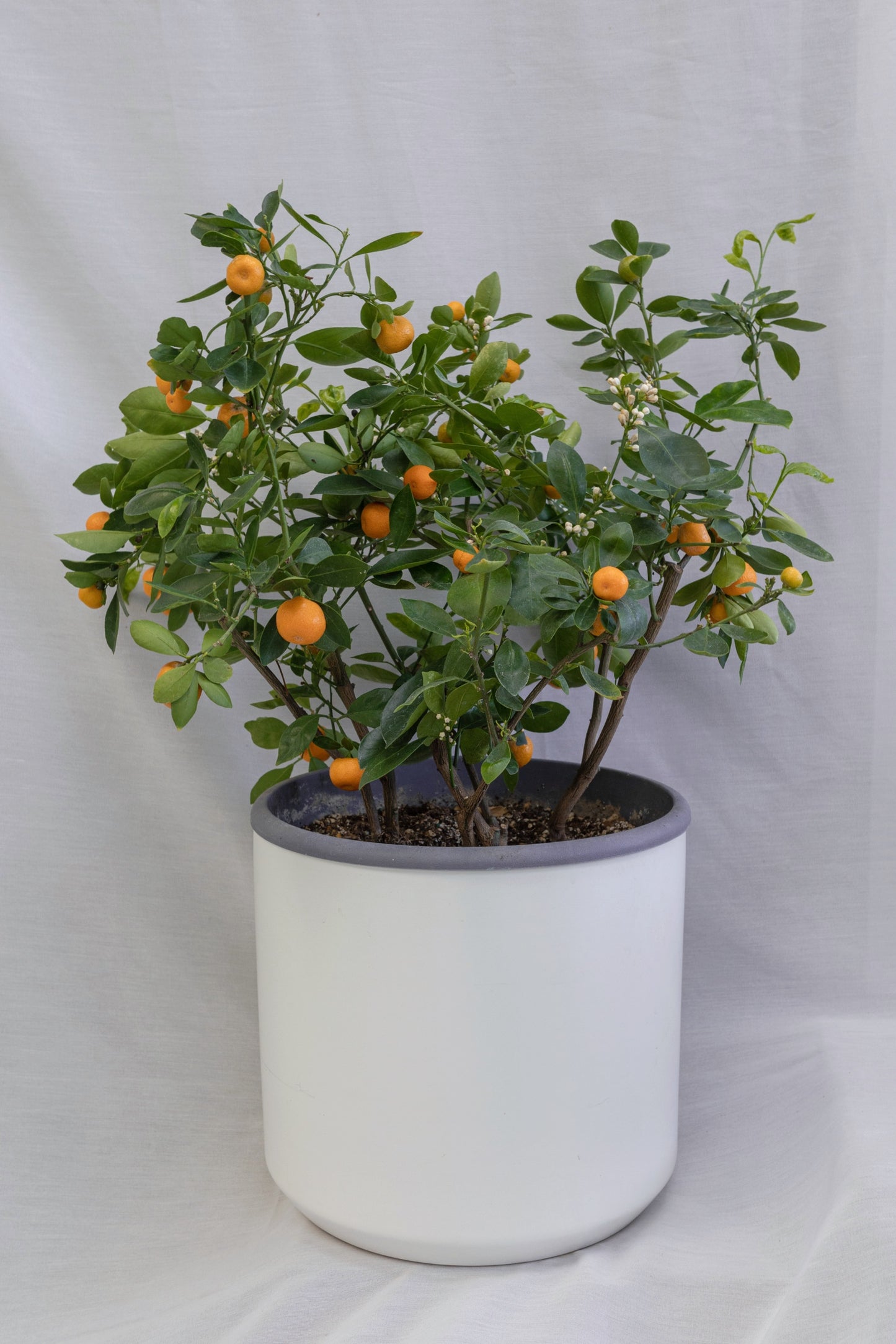 Calamondin tree