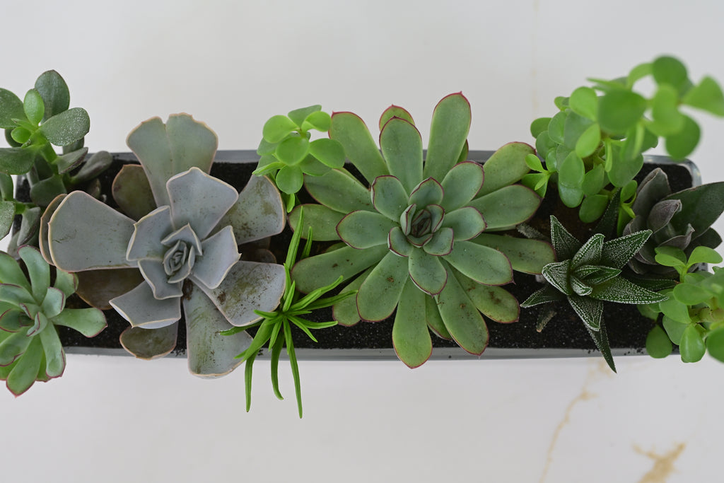 Succulent Trough Planter
