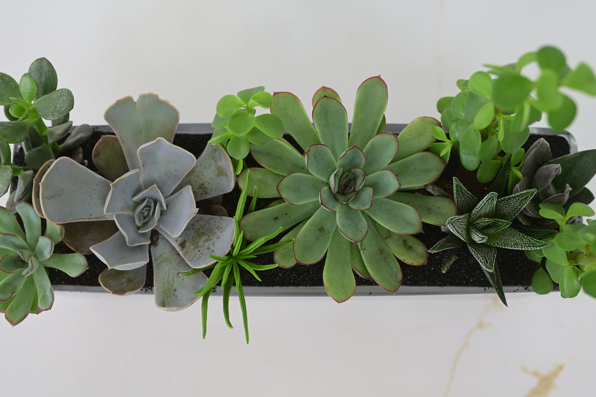 Succulent Trough Planter