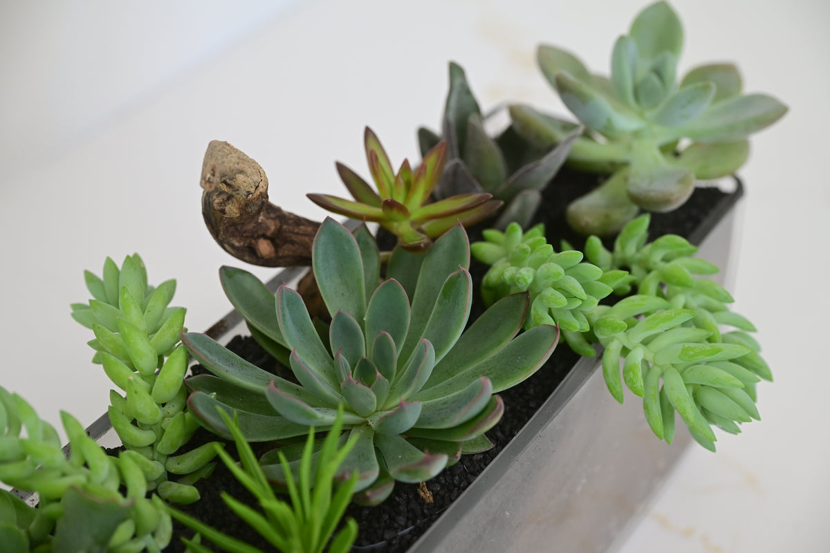 Succulent Trough Planter