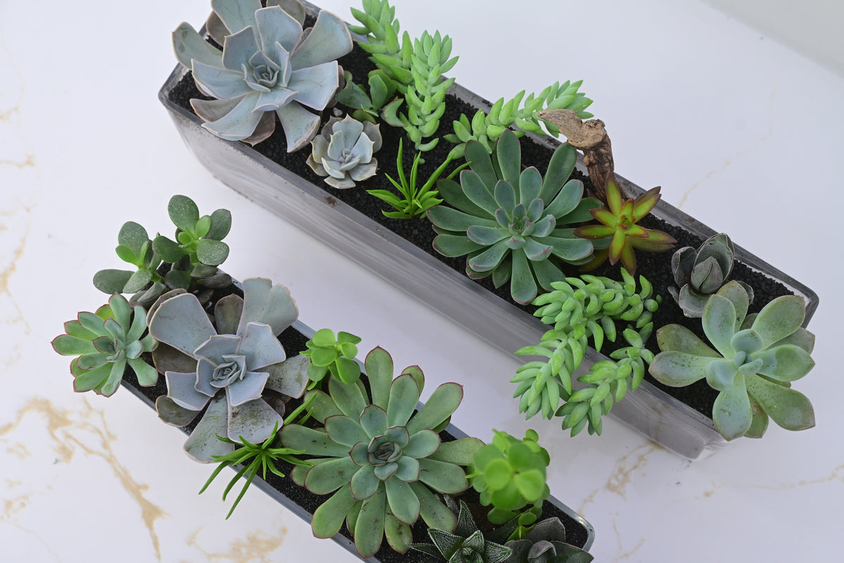 Succulent Trough Planter