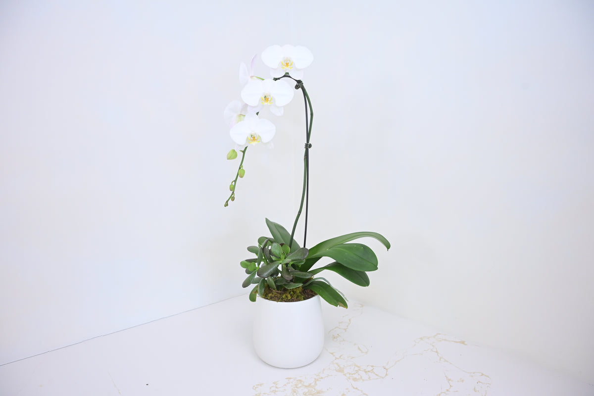 White Phalaenopsis Orchid in Ceramic Pot