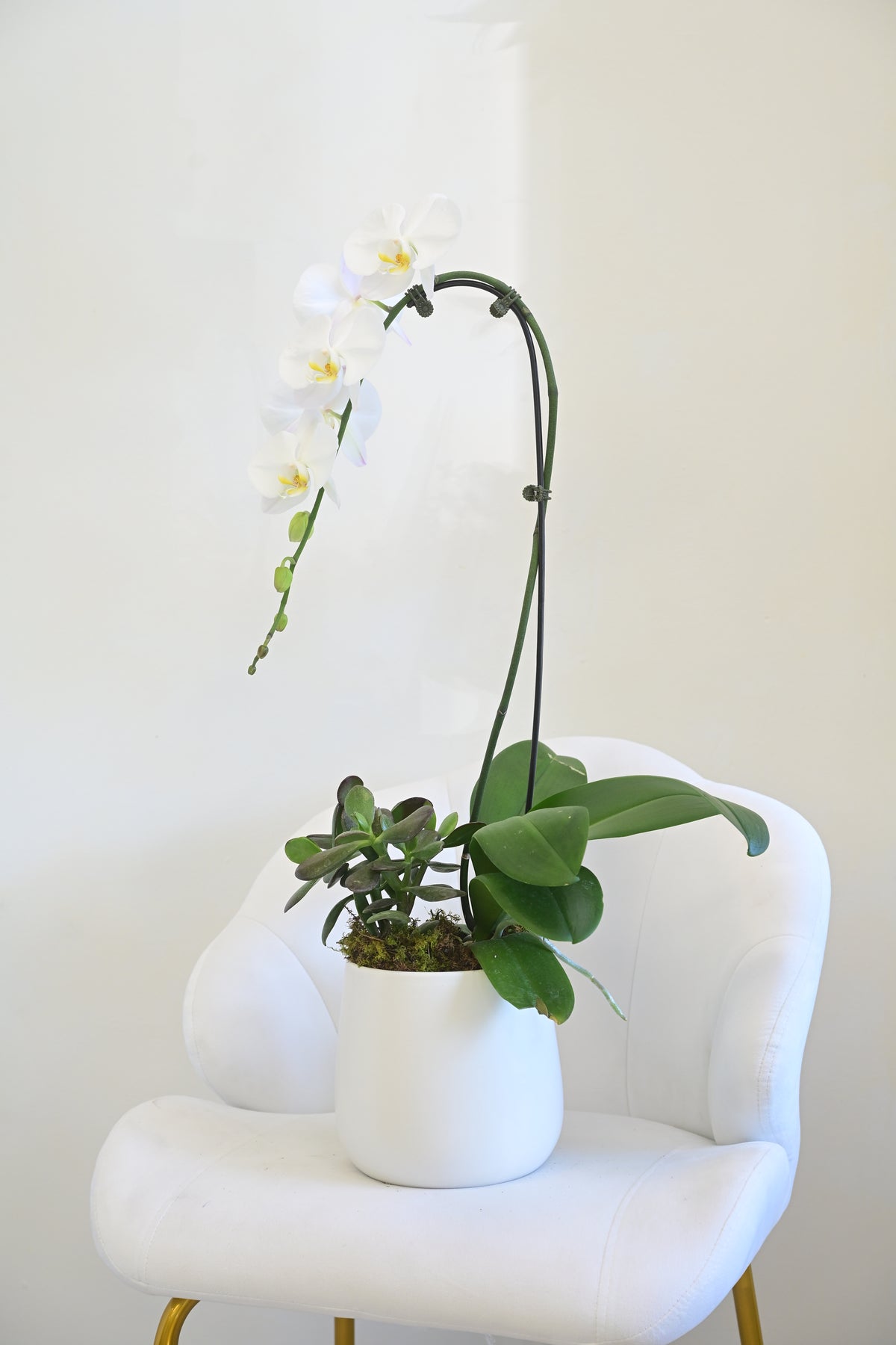White Phalaenopsis Orchid in Ceramic Pot
