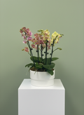 Petite Orchid Harmony