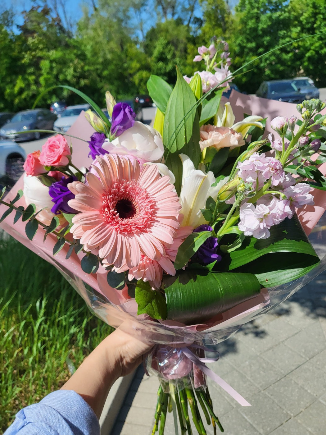 Pink Gerbera